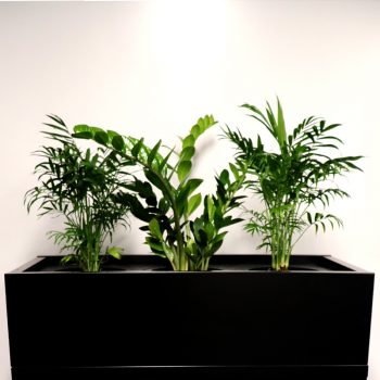 Black planter box